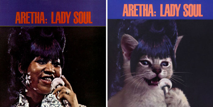 Funny-Kitten-Album-Covers