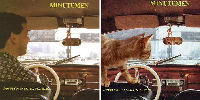 Funny-Kitten-Album-Covers