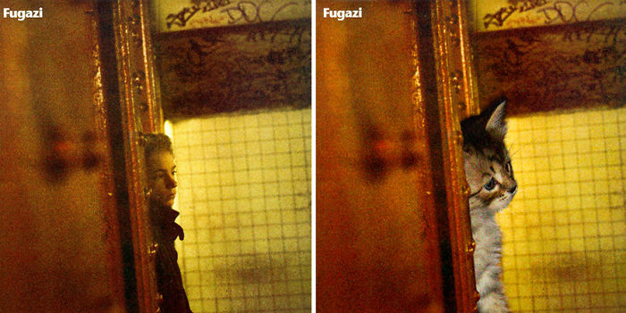 Funny-Kitten-Album-Covers