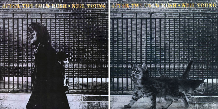 Funny-Kitten-Album-Covers