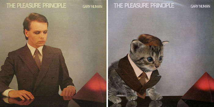 Funny-Kitten-Album-Covers