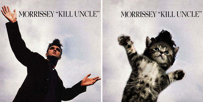 Funny-Kitten-Album-Covers