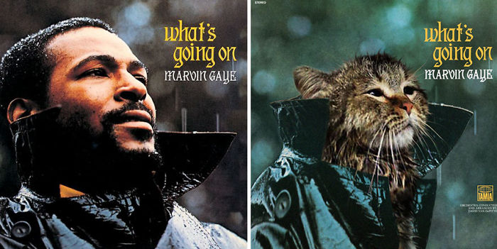 Funny-Kitten-Album-Covers