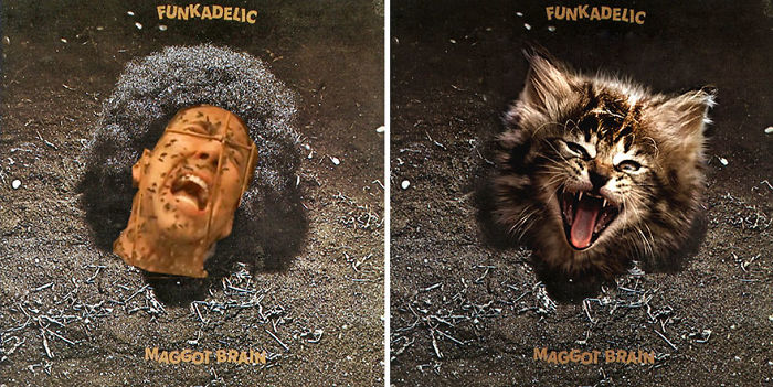 Funny-Kitten-Album-Covers