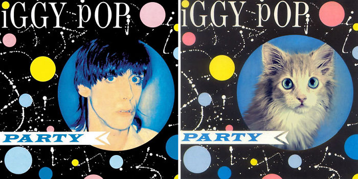 Funny-Kitten-Album-Covers