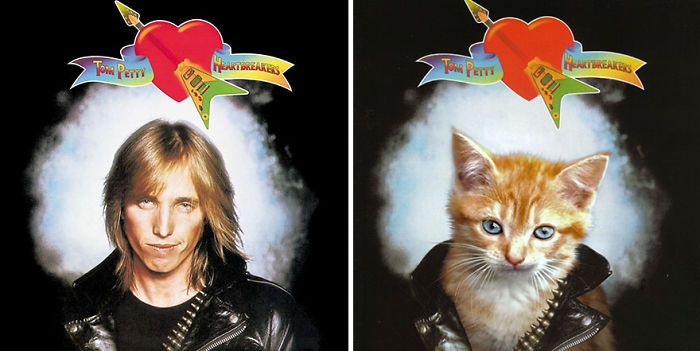 Funny-Kitten-Album-Covers