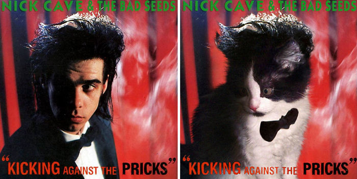 Funny-Kitten-Album-Covers