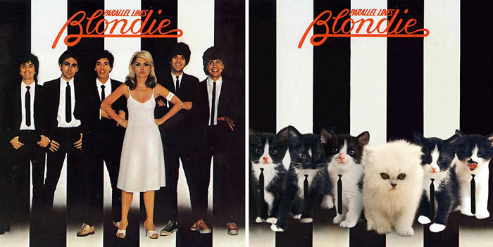 Funny-Kitten-Album-Covers