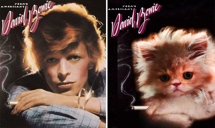 Funny-Kitten-Album-Covers
