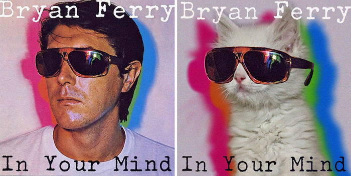 Funny-Kitten-Album-Covers