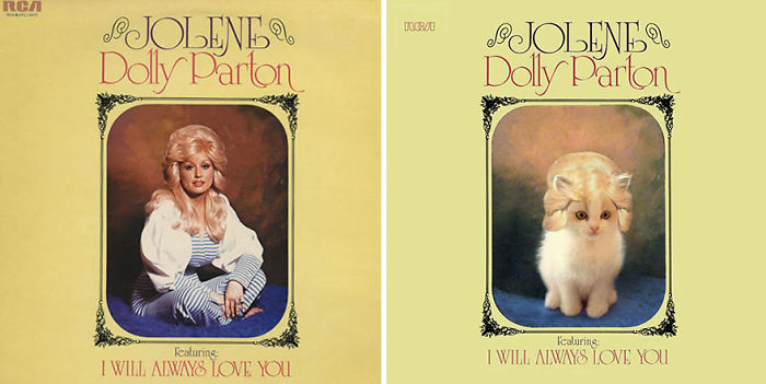 Funny-Kitten-Album-Covers