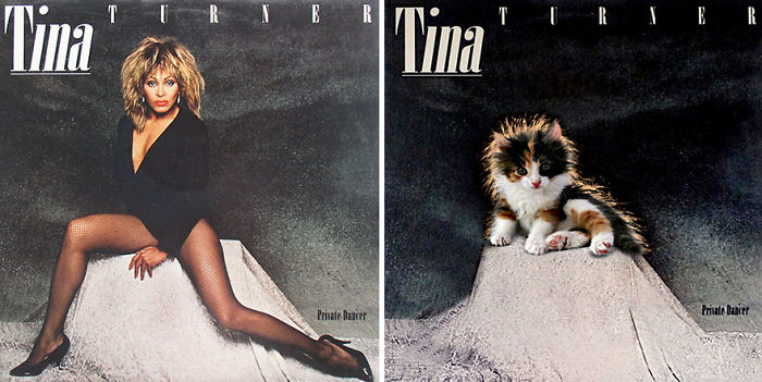 Funny-Kitten-Album-Covers