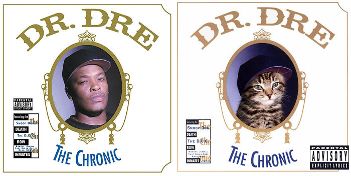 Funny-Kitten-Album-Covers
