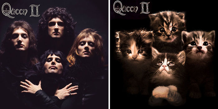 Funny-Kitten-Album-Covers