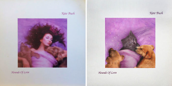Funny-Kitten-Album-Covers