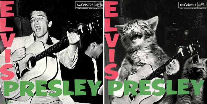 Funny-Kitten-Album-Covers