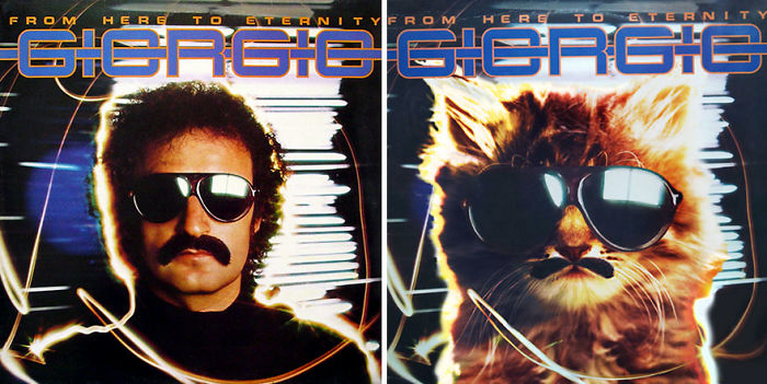 Funny-Kitten-Album-Covers
