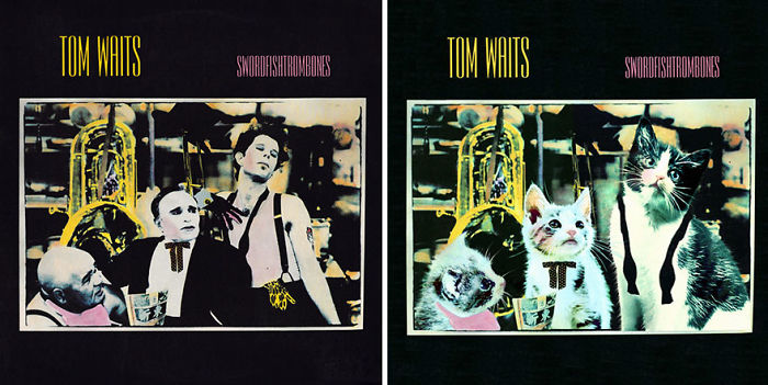 Funny-Kitten-Album-Covers