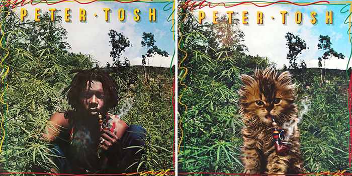 Funny-Kitten-Album-Covers
