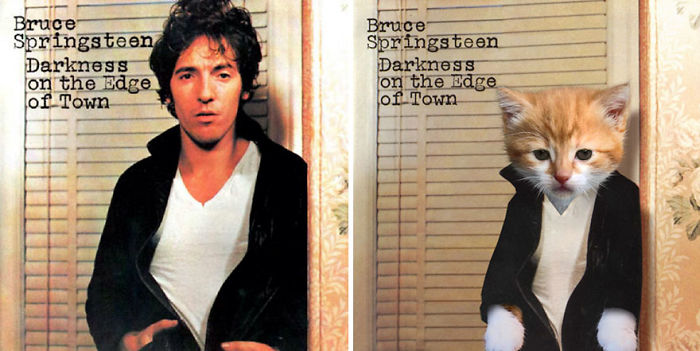 Funny-Kitten-Album-Covers