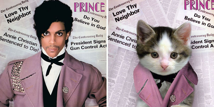 Funny-Kitten-Album-Covers
