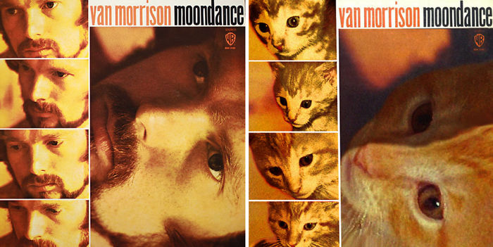 Funny-Kitten-Album-Covers