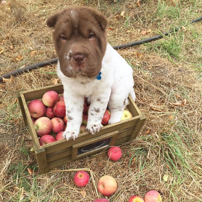 An Apple A Day Will Keep The Doctor Away, If Thrown Hard Enough