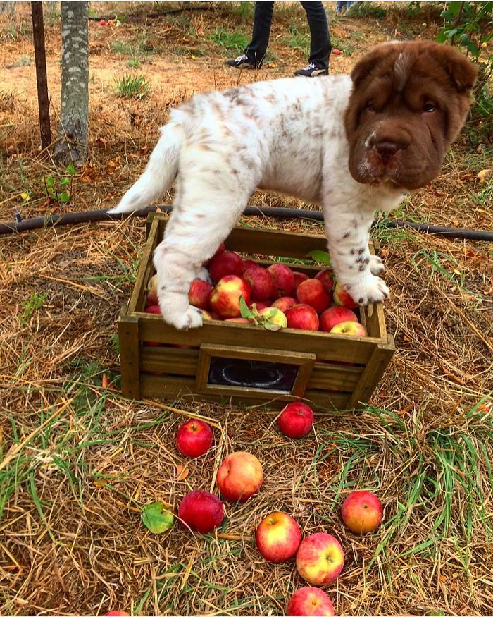 Me Guarding The Thanksgiving Leftovers