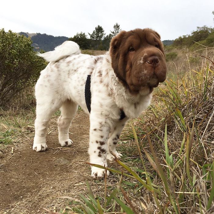 When You're About To Mark Your Territory And Want To Make Sure The Coast Is Clear