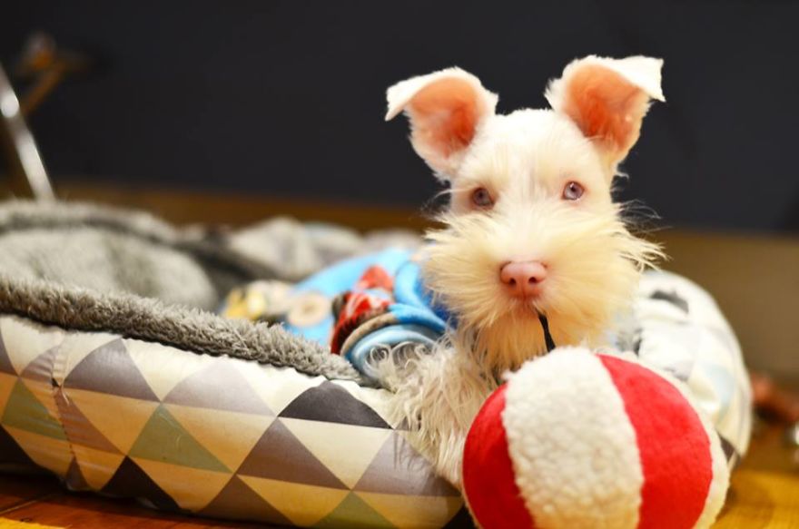 Albino Puppy Wears Special Sunglasses For Protection To Survive