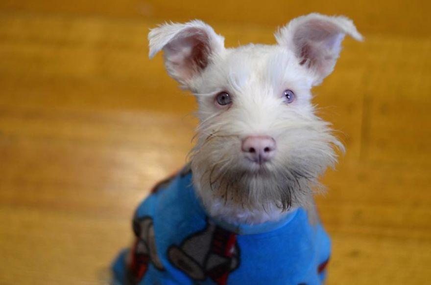 Albino Puppy Wears Special Sunglasses For Protection To Survive