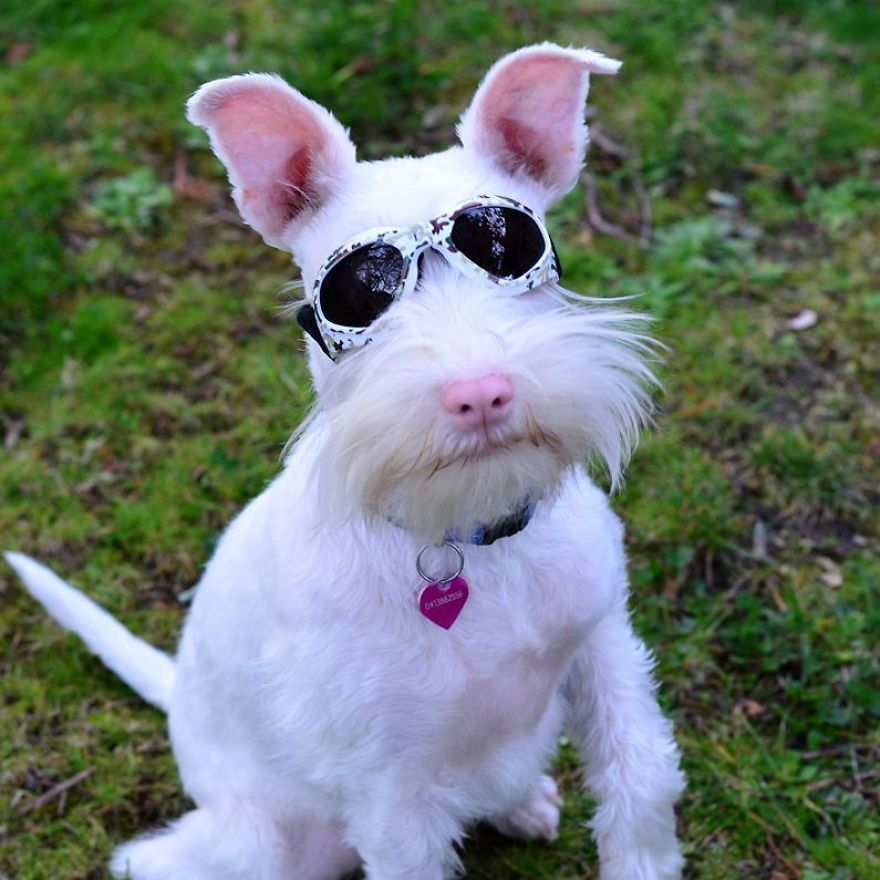 Albino Puppy Wears Special Sunglasses For Protection To Survive