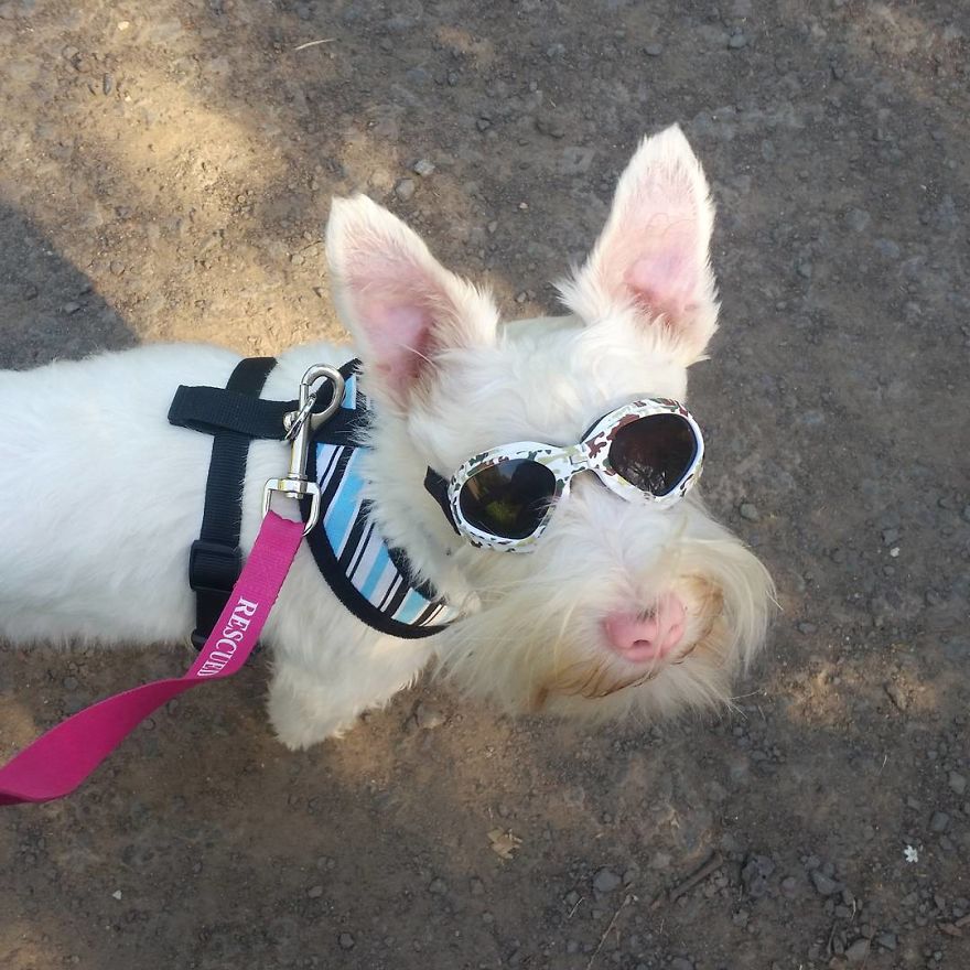 Albino Puppy Wears Special Sunglasses For Protection To Survive