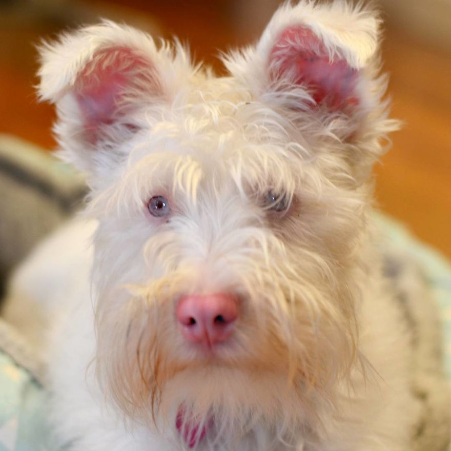 Albino Puppy Wears Special Sunglasses For Protection To Survive