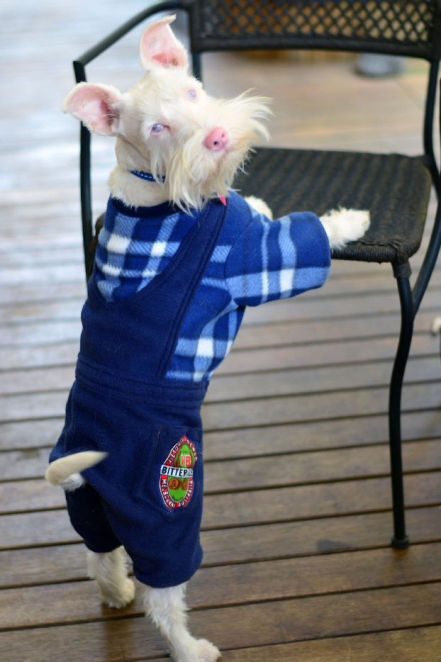 Albino Puppy Wears Special Sunglasses For Protection To Survive