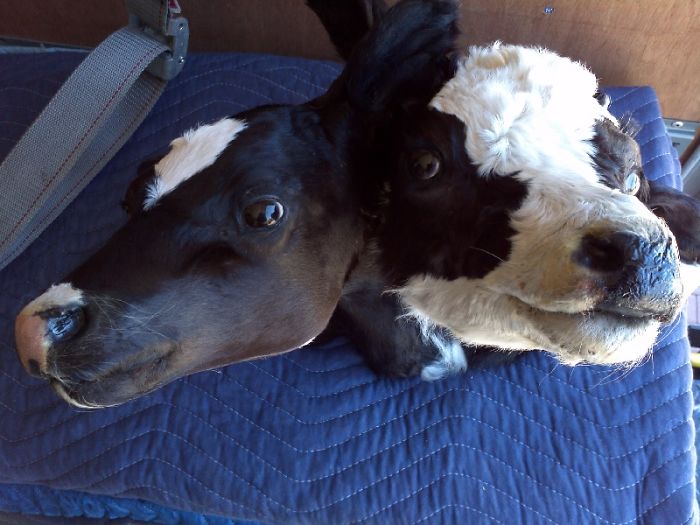 Two-Headed Calf Wall Decor