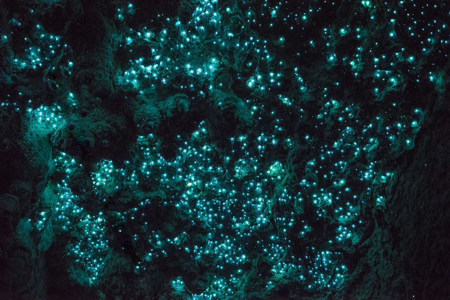 Glow Worms Turn New Zealand Cave Into Starry Night And I Spent Past Year Photographing It (Part 2) Glow Worms Turn New Zealand Cave Into Starry Night And I Spent Past Year Photographing It (Part 2)