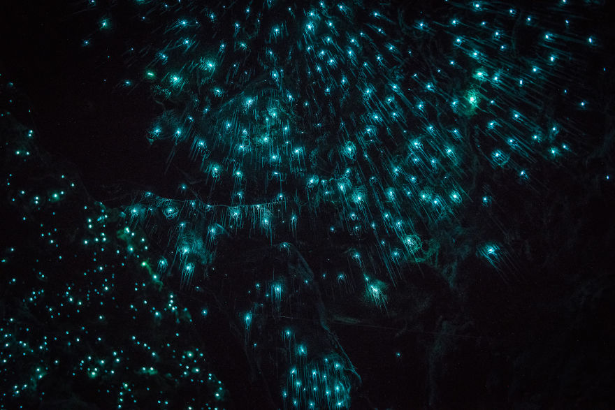 Glow Worms Turn New Zealand Cave Into Starry Night And I Spent Past Year Photographing It (Part 2) Glow Worms Turn New Zealand Cave Into Starry Night And I Spent Past Year Photographing It (Part 2)