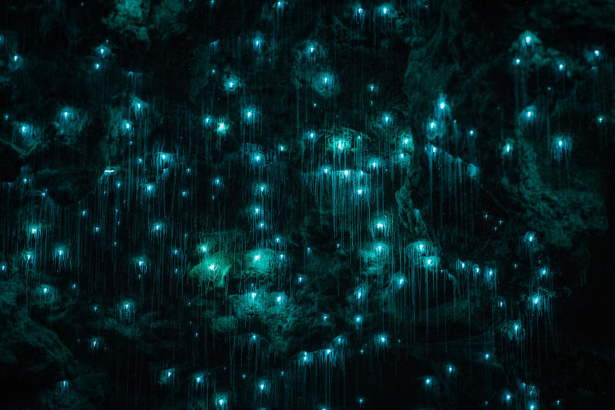 Glow Worms Turn New Zealand Cave Into Starry Night And I Spent Past Year Photographing It (Part 2) Glow Worms Turn New Zealand Cave Into Starry Night And I Spent Past Year Photographing It (Part 2)