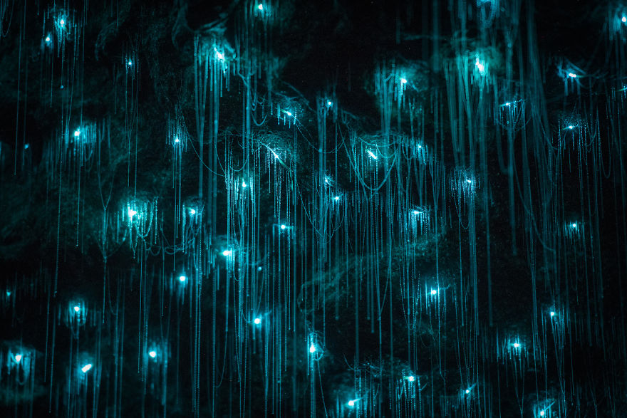 Glow Worms Turn New Zealand Cave Into Starry Night And I Spent Past Year Photographing It (Part 2)