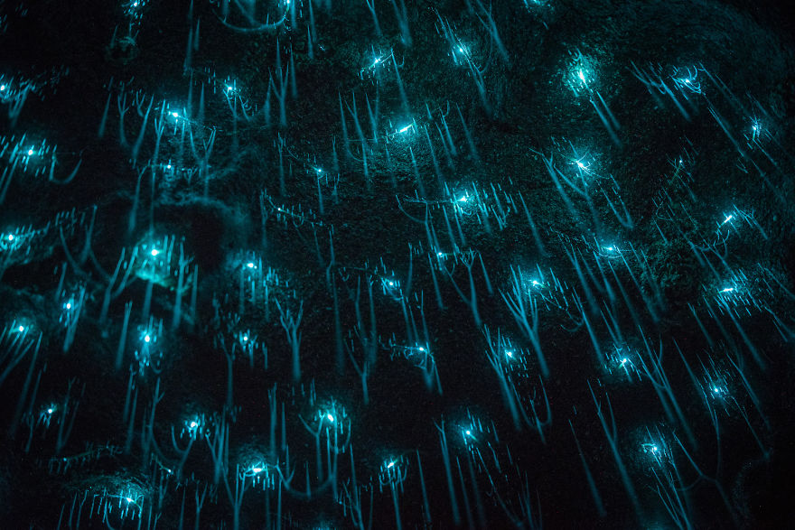 Glow Worms Turn New Zealand Cave Into Starry Night And I Spent Past Year Photographing It (Part 2)