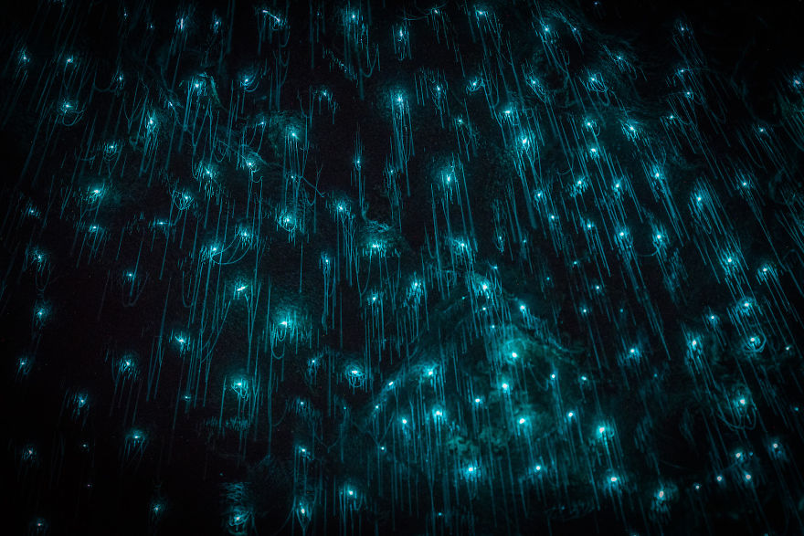 Glow Worms Turn New Zealand Cave Into Starry Night And I Spent Past Year Photographing It (Part 2)