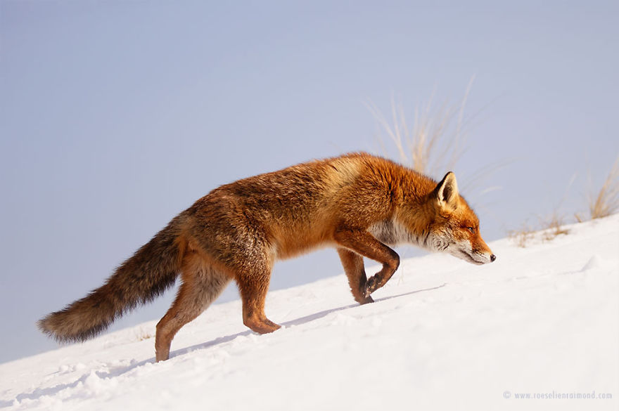 Foxes In The Snow