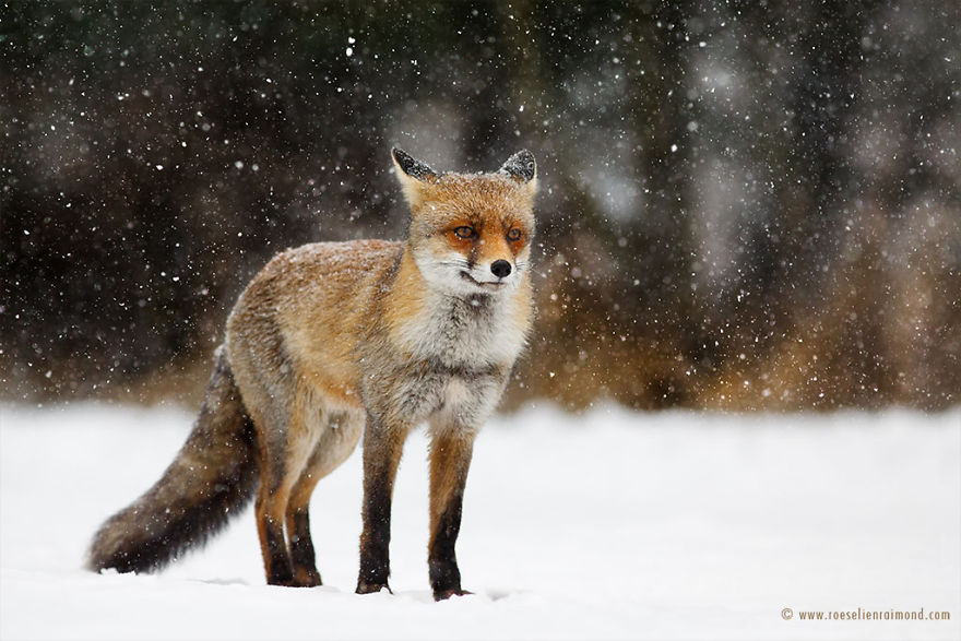 Foxes In The Snow
