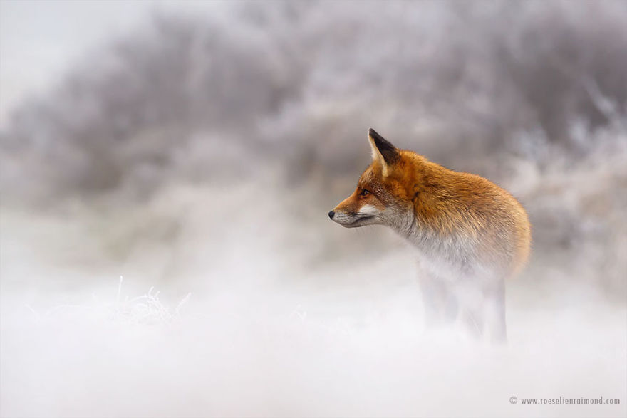 Foxes In The Snow