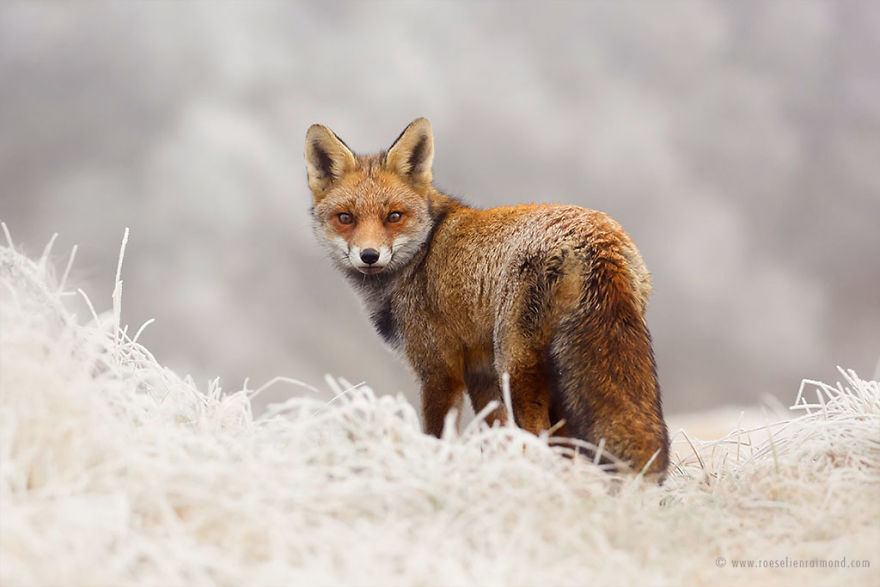 Foxes In The Snow