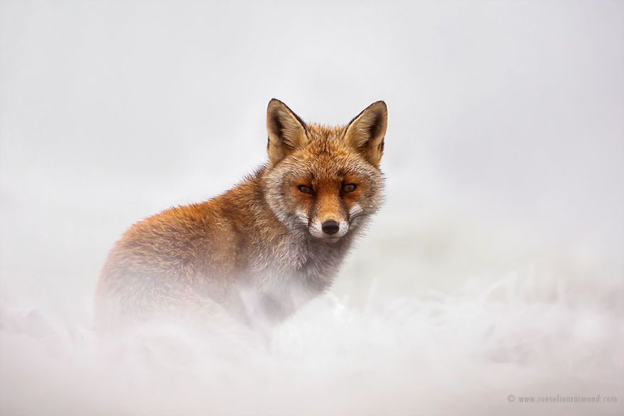 Foxes In The Snow
