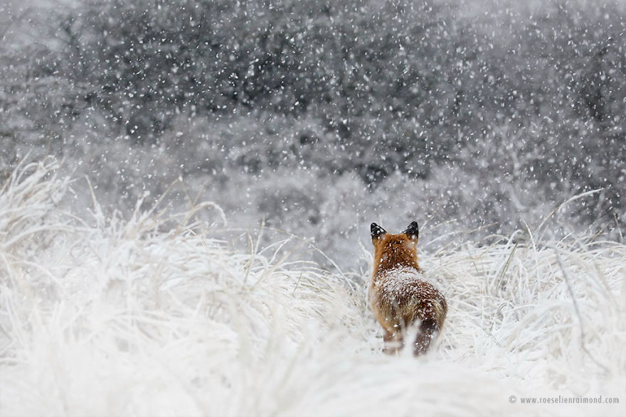 Foxes In The Snow