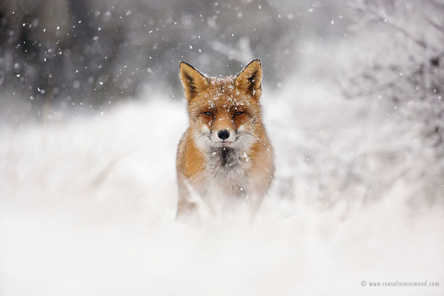 Foxes In The Snow