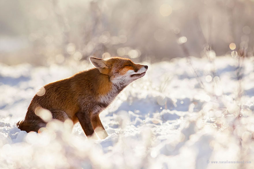 Foxes In The Snow